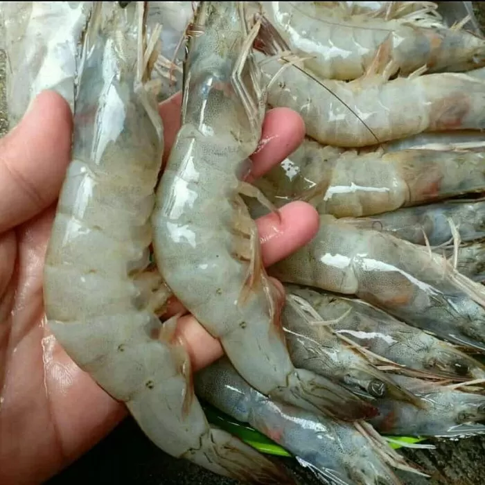 Udang besar